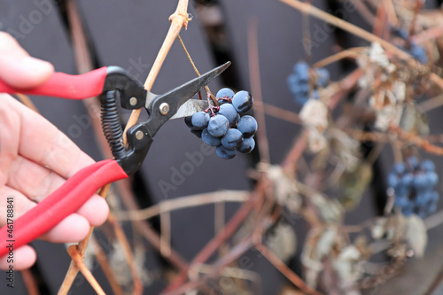 Ice grapes being clipped off vines in the fall