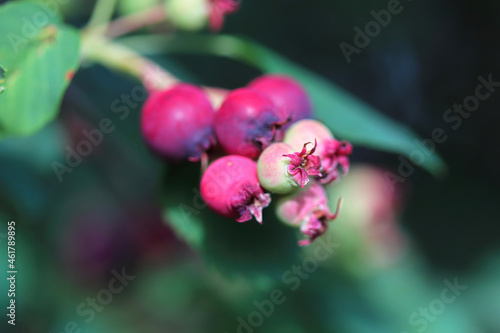 A cluster of saskatoon berries ripening in summer