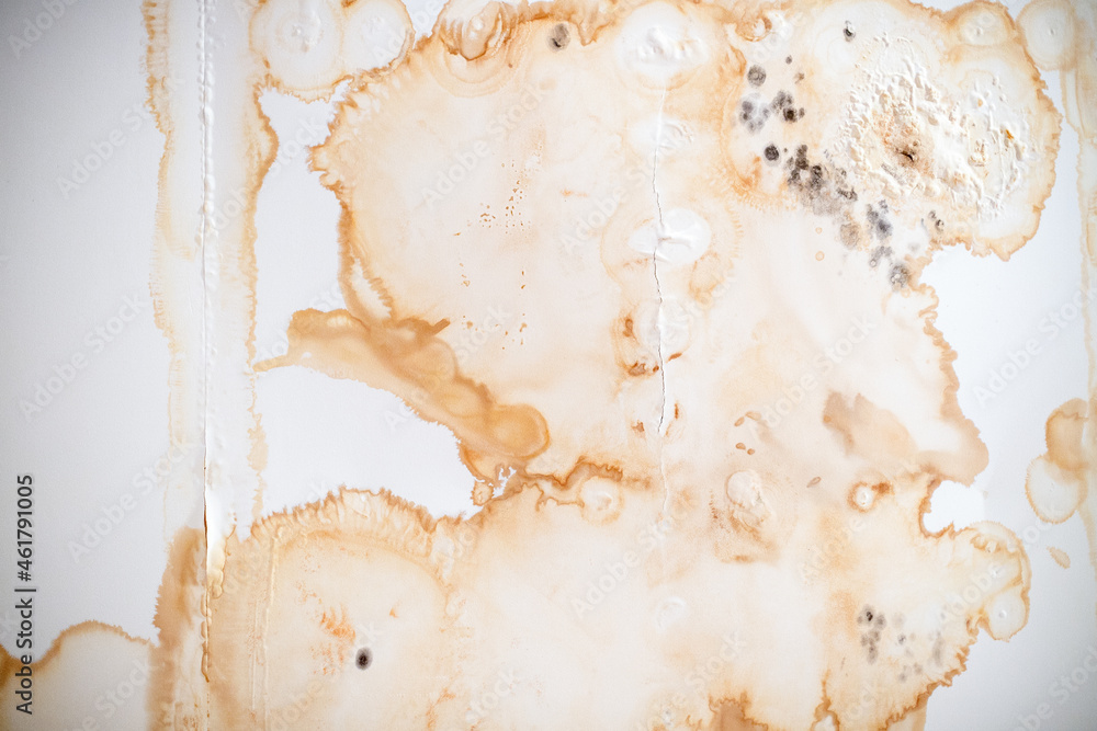 Mildewed walls with different sorts of mold close-up shot Mildewed walls with different sorts of mold close-up shot