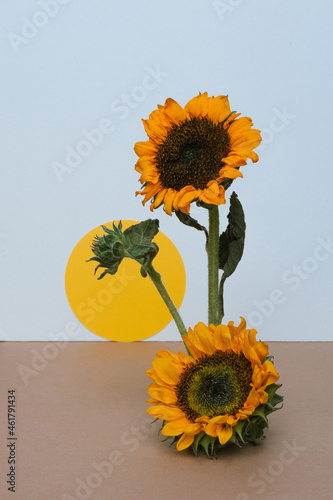 Composition of sunflowers on white, yellow circle and brown paper background. Autumn abstract background.