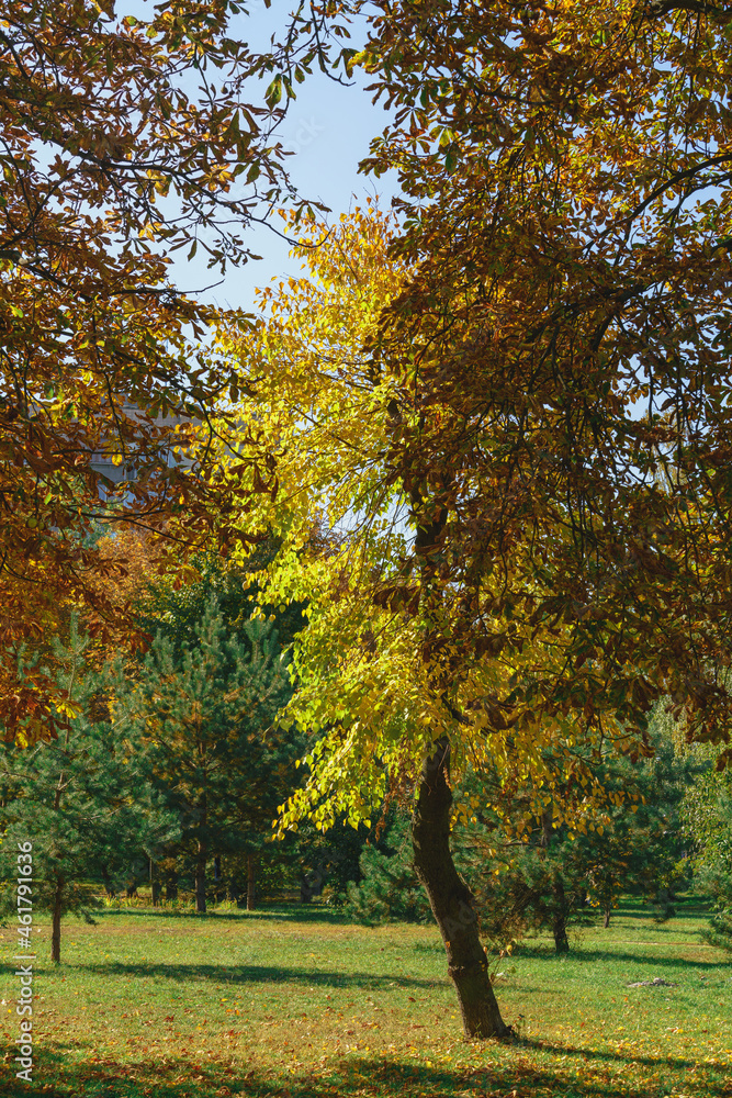 Naklejka premium Golden autumn tree grows on a green lawn among green trees under a blue sky on a sunny autumn day