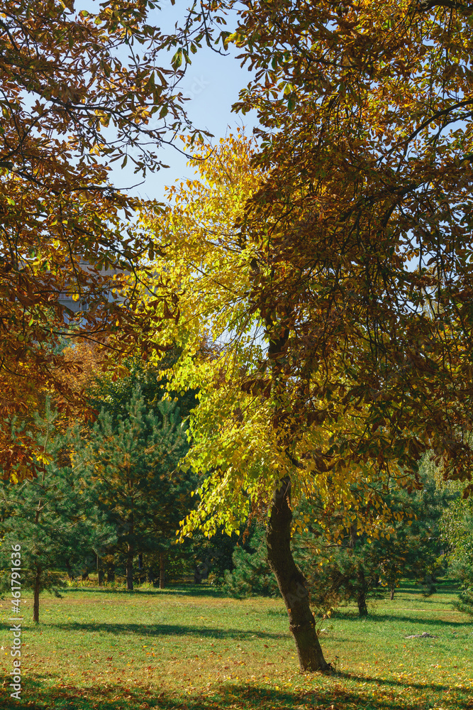 Golden autumn tree grows on a green lawn among green trees under a blue sky on a sunny autumn day