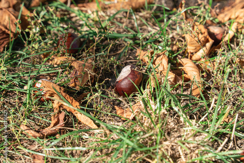 Chestnuts lie on the ground among grass and fallen autumn leaves