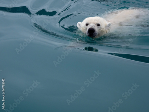 polar bear swimming in the Canadian arcitc