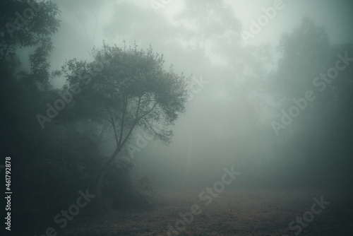 Arbol frondoso en medio del bosque y la neblina