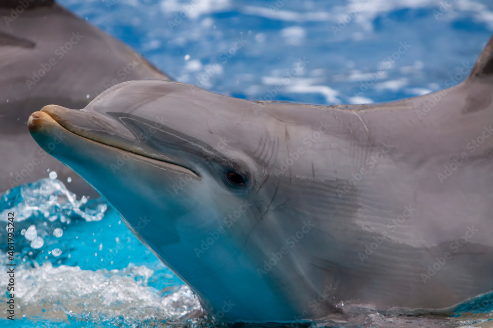 Obraz premium dolphin in the water