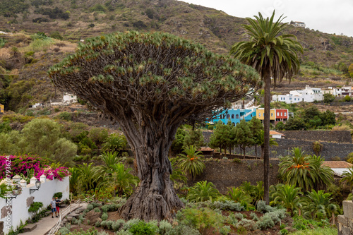 Dragon tree 3000 years old on Tenerife © eremit08