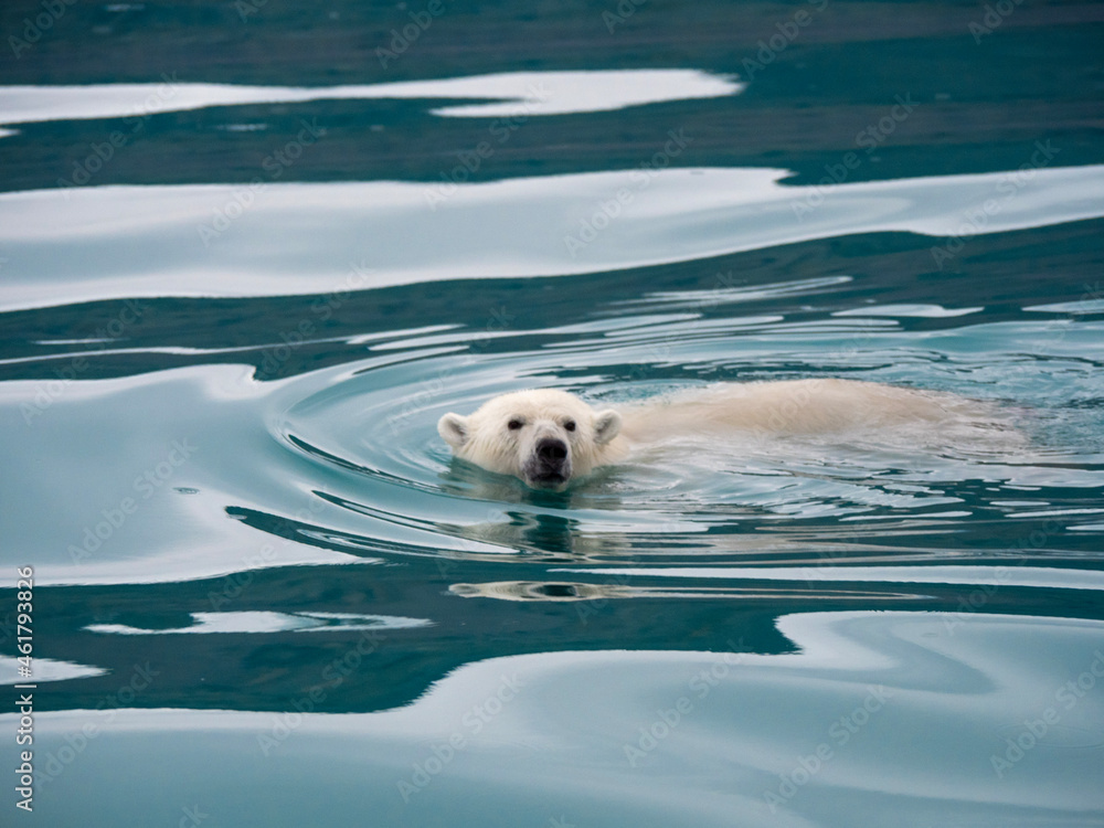 Fototapeta premium polar bear in the canadian arctic, endagered, cold, arctic cold polar north
