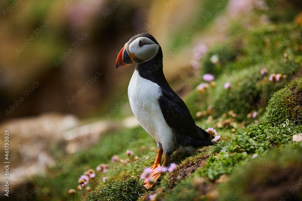 puffin birds on the Saltee Islands in Ireland, Fratercula arctica puffin birds on the Saltee Islands in Ireland, Fratercula arctica
