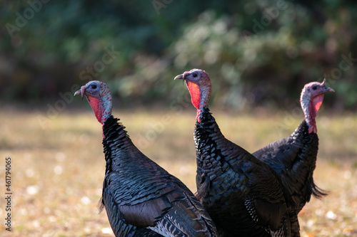 Wild Turkeys in Northern California in the Redwood Forest Area