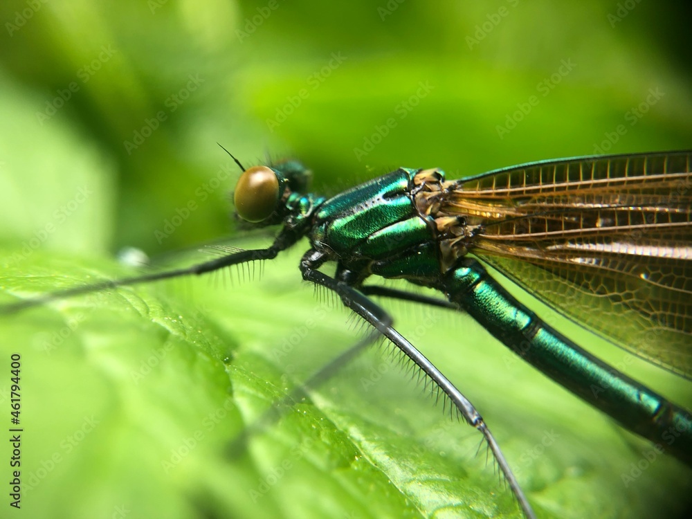 dragonfly on a green leaf dragonfly on a green leaf