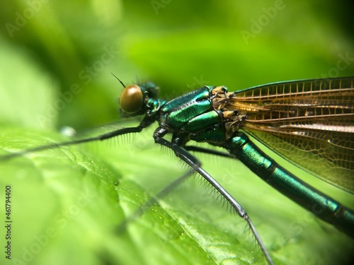 dragonfly on a green leaf © Анастасия Васильева