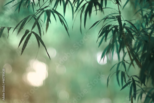 Bamboo leaves in fresh clear morning air. A serene in green nature atmosphere of beautiful bamboo forest. Blurred image in cool tone for background and wallpaper.