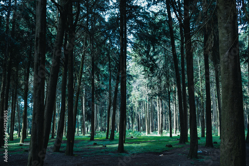 Kinale Forest is located 60kms from Nairobi along the Nairobi- Naivasha highway, Kinungi route. The forest has several largely unexplored tourist attractions including Thiririka Water Falls, Theta Dam photo