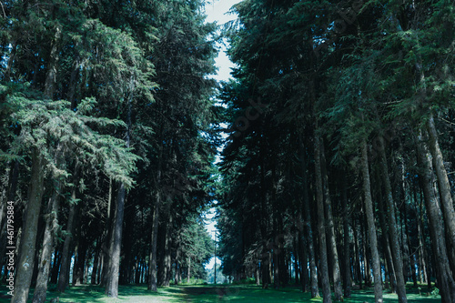 Kinale Forest is located 60kms from Nairobi along the Nairobi- Naivasha highway, Kinungi route. The forest has several largely unexplored tourist attractions including Thiririka Water Falls, Theta Dam photo