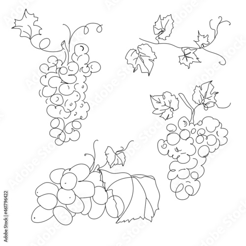 Set branches of vines of different grapes. Botany elements drawn in outline style, white background. Abstract art botanical vector background.