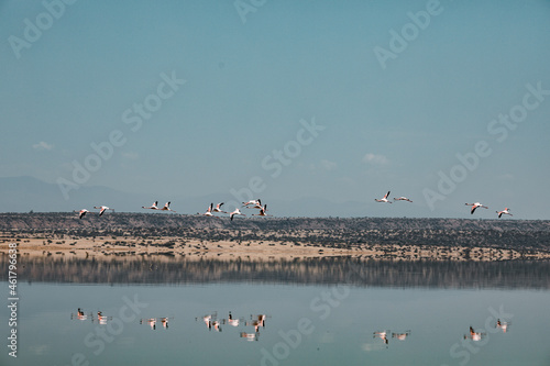 Lake Magadi Salty Flamingoes Home Adventure Great Rift Valley Kajiado County Kenya East Africa photo