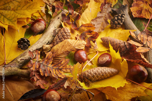 Fall background with different yellow leaves, horce chestnut, spruce and pine cone. Autumn season. photo