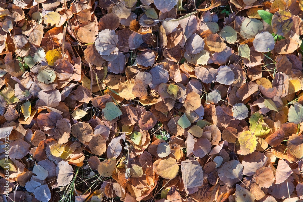 Colorful autumn fallen leaves on brown forest soil background.