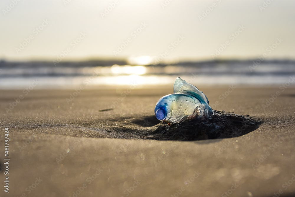 Obraz premium Jellyfish