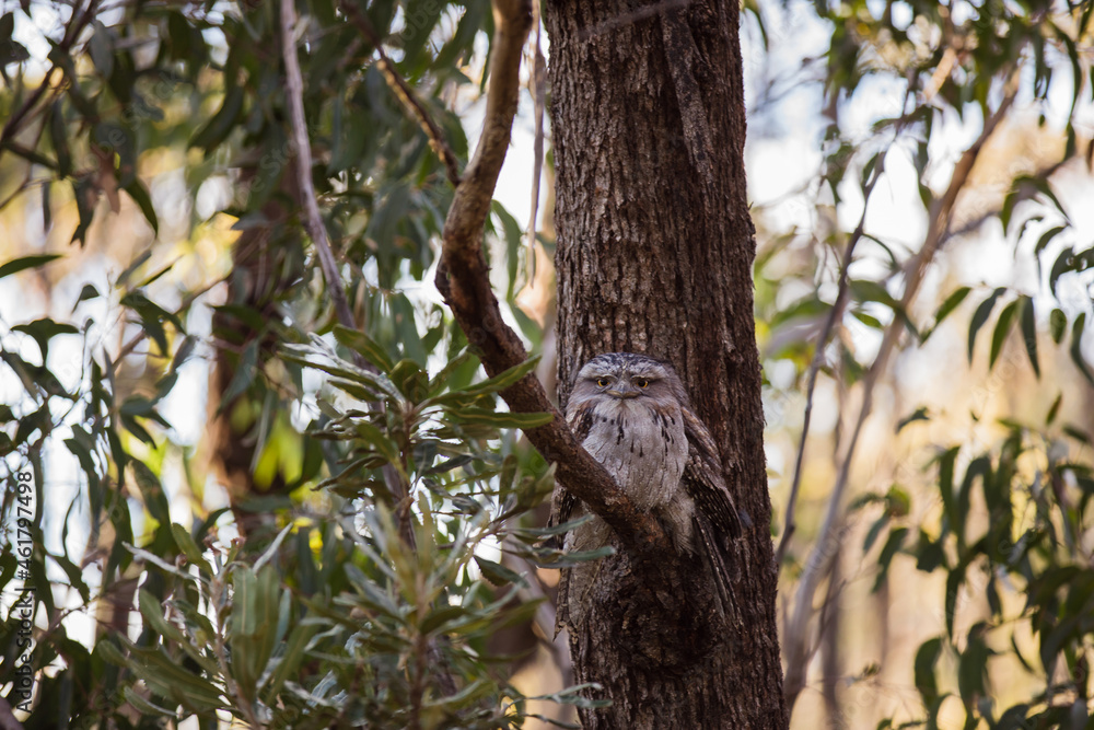 A pair of Tawny Frogmouth birds huddled together on a branch of a tree. A pair of Tawny Frogmouth birds huddled together on a branch of a tree.
