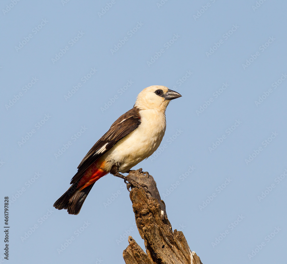 A White-headed Buffalo Weaver perched in a tree. Taken in Kenya A White-headed Buffalo Weaver perched in a tree. Taken in Kenya