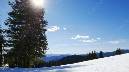 Zoom out over snow covered slope with the saplings conifer pine tree. Macedonian Pine (Pinus peuce) grow at Rhodopi mountain ridges. Pamporovo winter resort peak in Bulgaria
 photo