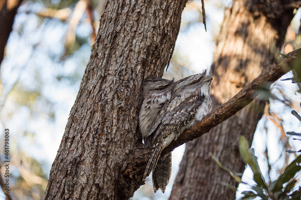 A pair of Tawny Frogmouth birds huddled together on a branch of a tree. A pair of Tawny Frogmouth birds huddled together on a branch of a tree.