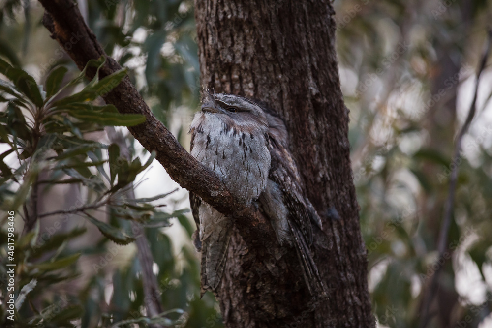A pair of Tawny Frogmouth birds huddled together on a branch of a tree. A pair of Tawny Frogmouth birds huddled together on a branch of a tree.