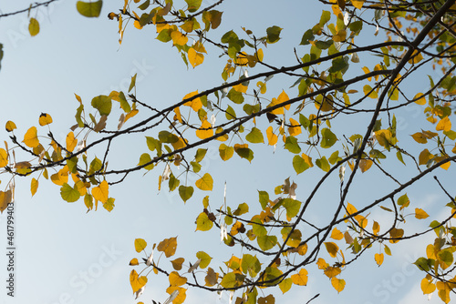 autumn leaves on blue sky