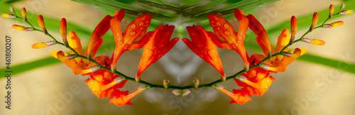 tritônia, crocosmia, estrela de fogo, crocosmia, flor, cor. Flores de crocosmia florescendo em um close-up do jardim. Crocosmia (montbretia) amarelo e laranja vívidas photo