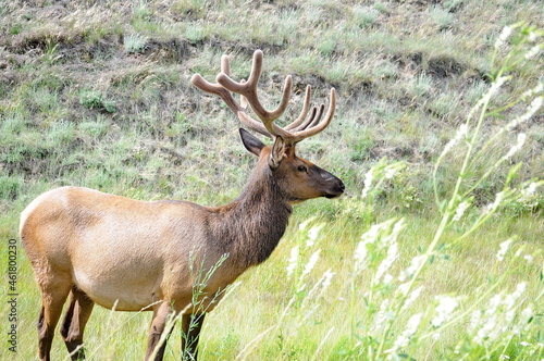 Bull Elk foraging in Jasper National Park  Alberta  Canada.