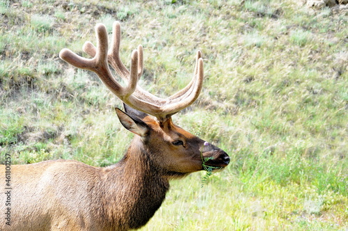 Bull Elk foraging in Jasper National Park  Alberta  Canada.