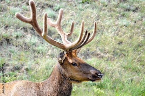 Bull Elk foraging in Jasper National Park, Alberta, Canada.