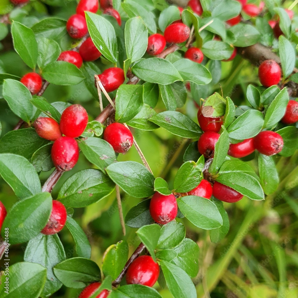 red and green berries red and green berries