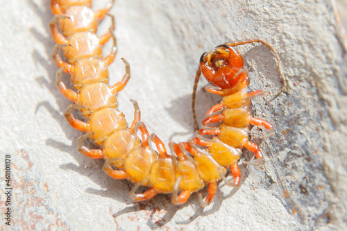 Fototapete underside of a large centipede