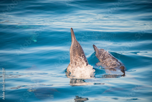 dauphins à Hawaii photo