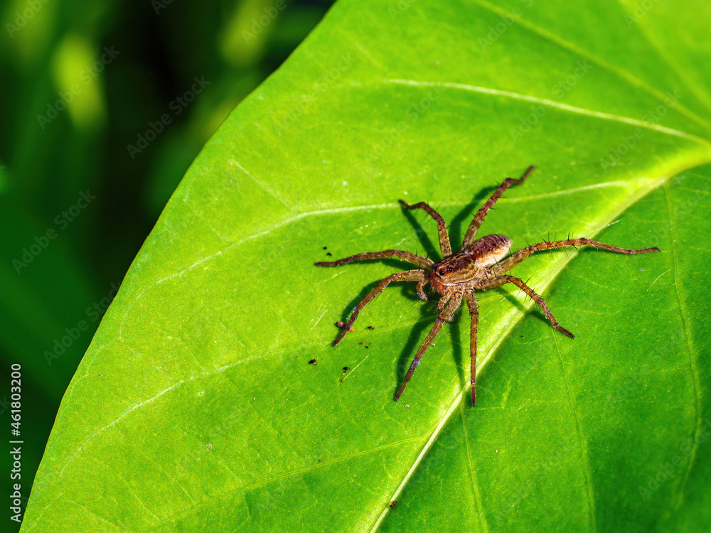 spider,Celery, water spinach,in a vegetable field shanghai spider,Celery, water spinach,in a vegetable field shanghai