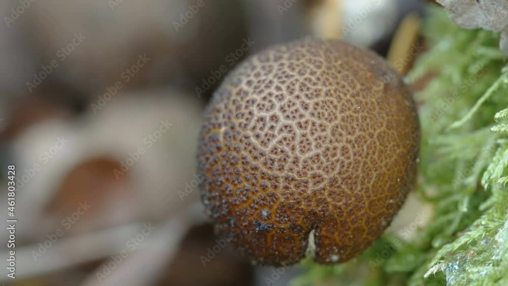 The black tiny spores of the puffball mushroom found in the forest in Estonia The black tiny spores of the puffball mushroom found in the forest in Estonia