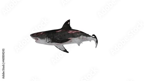 shark isolated on white