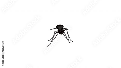 Ant Looped. Hd. Alpha Channel Included.

