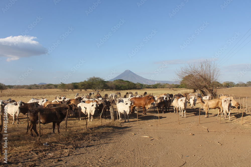cow cattle with background landscape cow cattle with background landscape