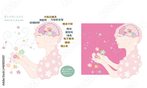 香りが体に伝わるメカニズム・嗅覚の伝導路