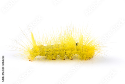 Yellow hairy caterpillar on white background.