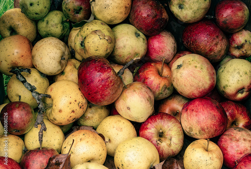 Wild  just-picked organic apples  with blemishes and random bits of branches and leaves.  Desaturated Autumn colors for vintage  painterly look.  Full frame  close up from above  background.