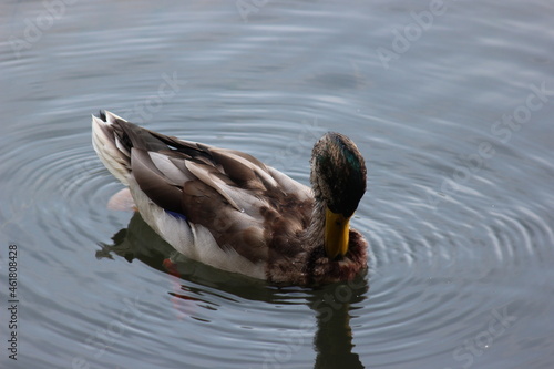 Graceful mallard duck swimming in deep water with ripples