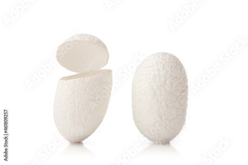 white silkworm cocoons on white background. photo