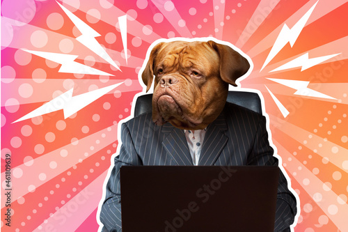 Male dog boss. Angry boss c...