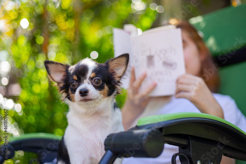 Asian woman reading a book with a chihuahua on a folding chair.