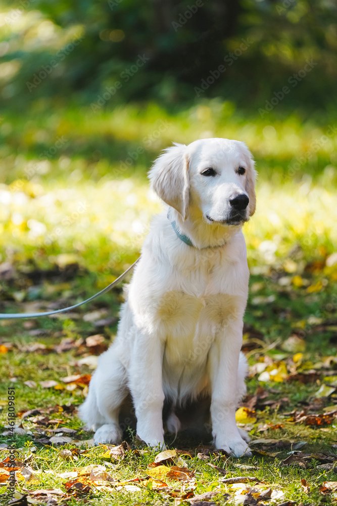 Golden retriever puppy on a leash sits on the green grass covered with autumn foliage. Autumn portrait for your beloved fluffy friend